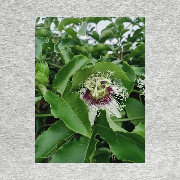 passion fruit flower, green leaves, plant photograph by MarJul